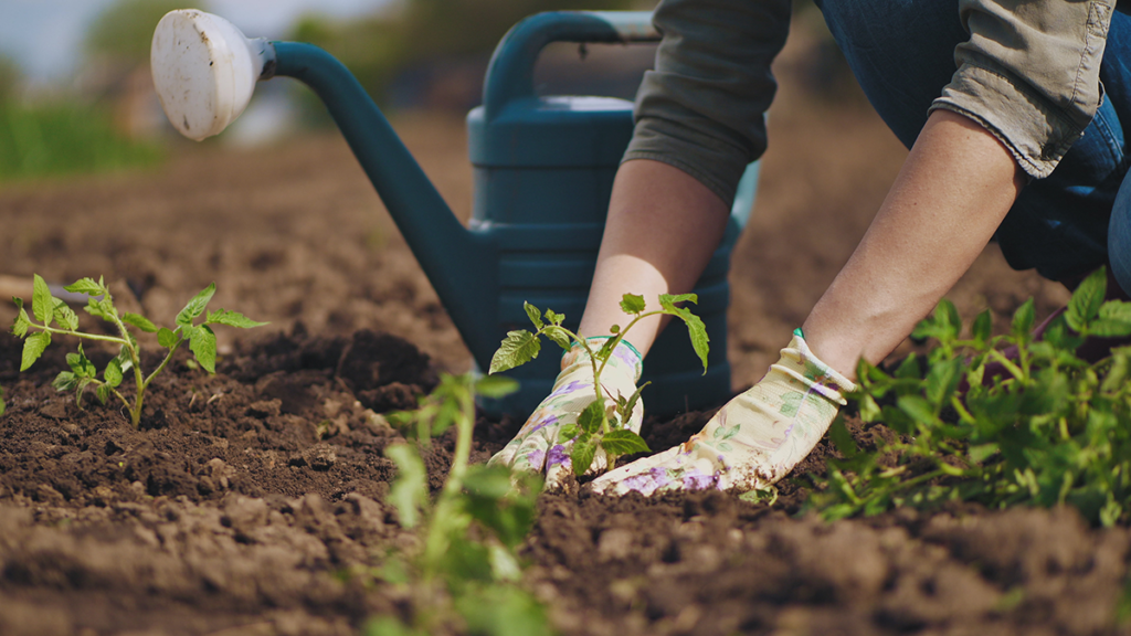 Farmer Hands Farmer hands planting to soil tomato seedling in the vegetable garden.